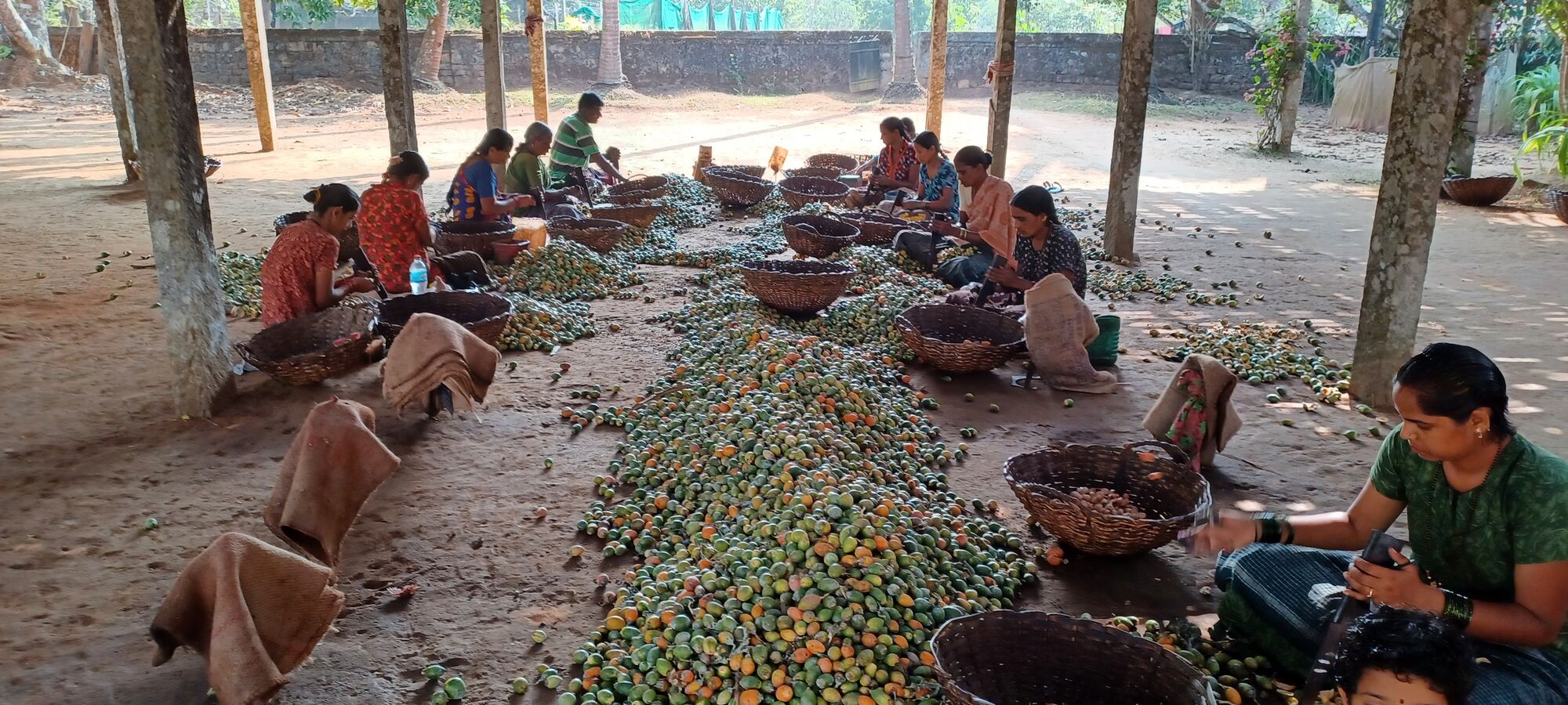 Areca peeling