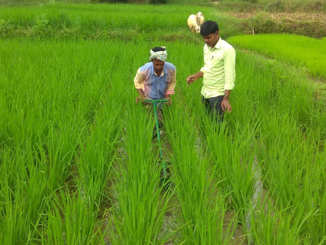 Weeder in use at Siddapura, Kottagere hobli
