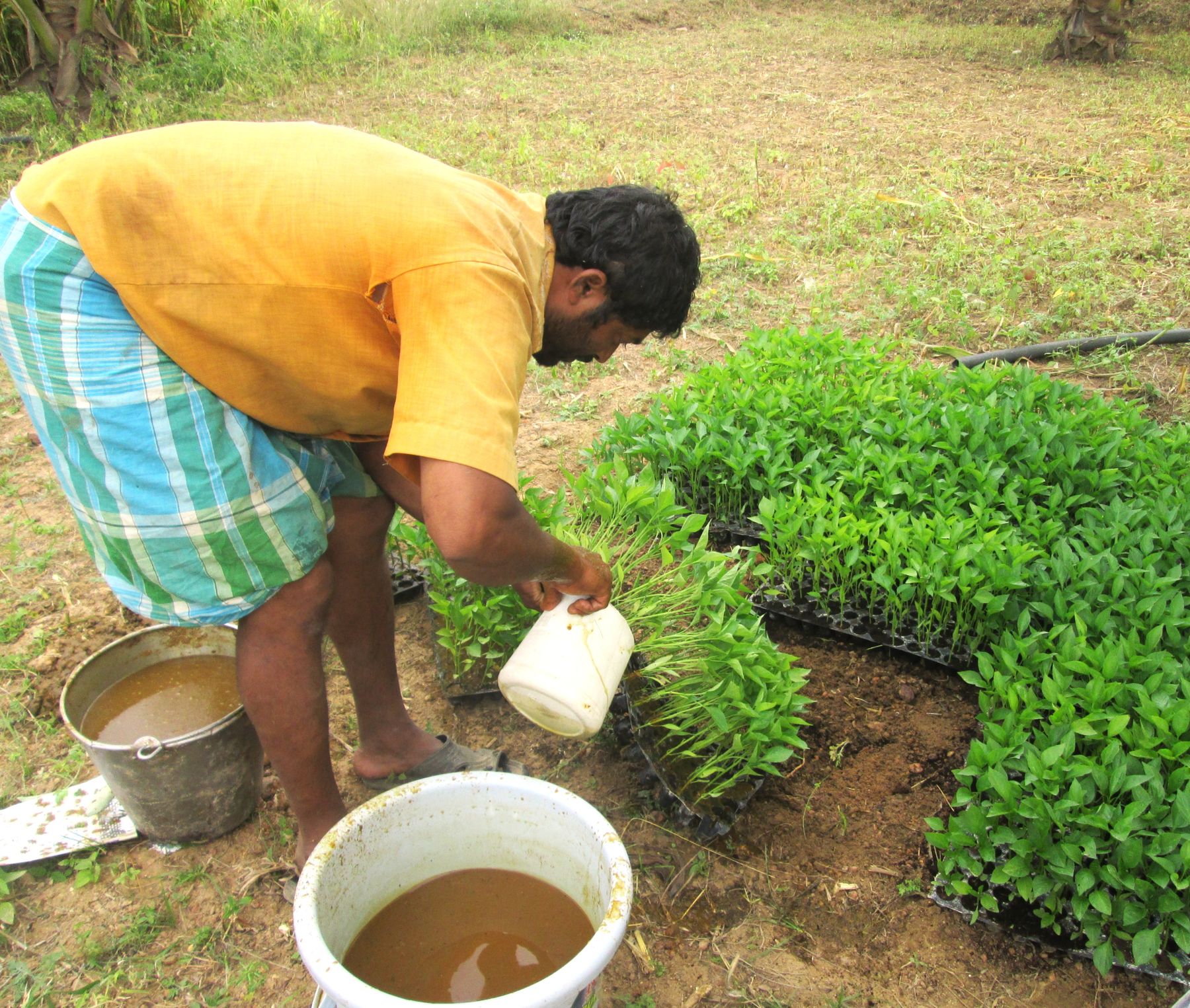 Beejaamrutha
