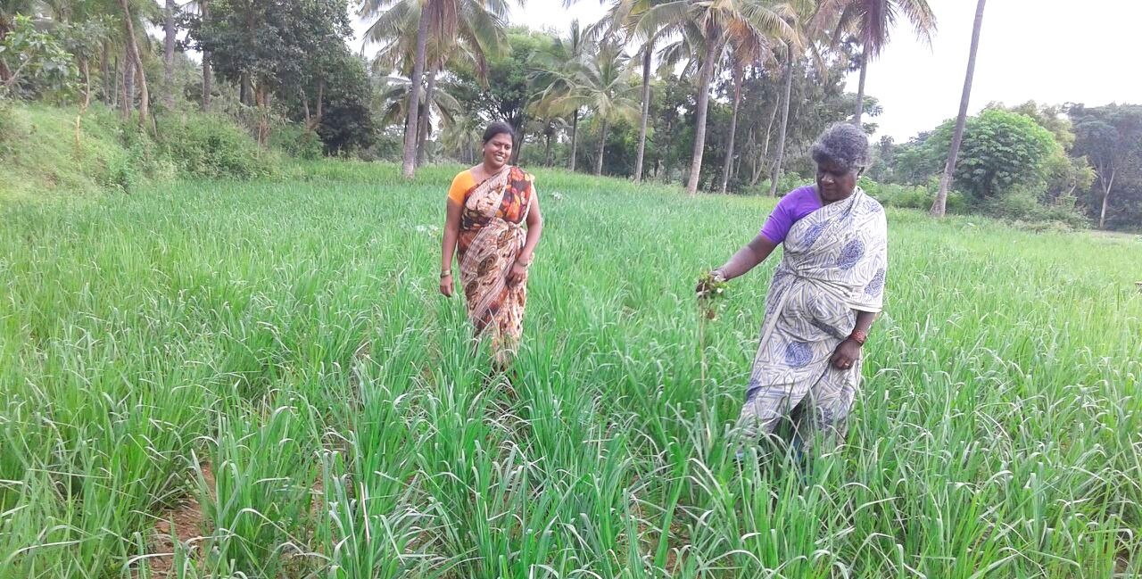 Climate resilient crop – Kodo millet