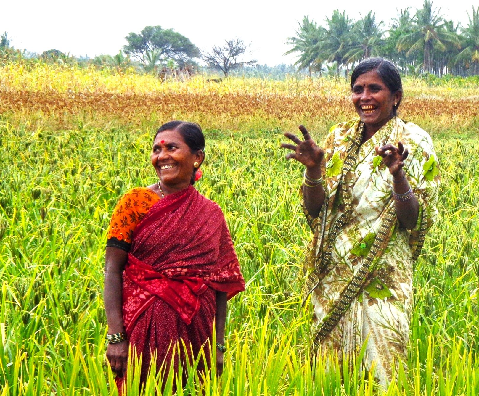Two women farmers laughing in a ripening paddy field