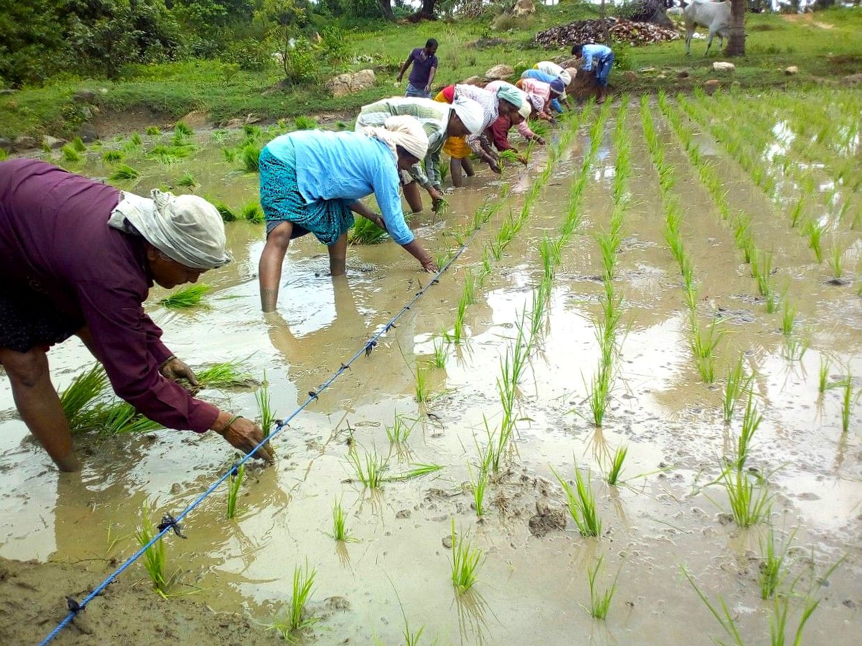 System of Rice Intensification