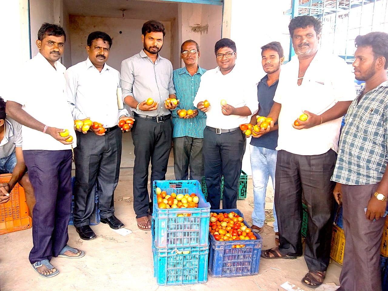 Tomato procurement