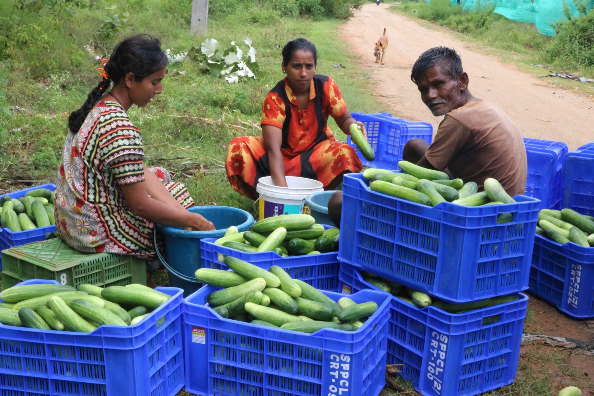 Women farmers sorting harvested cucumbers into crates