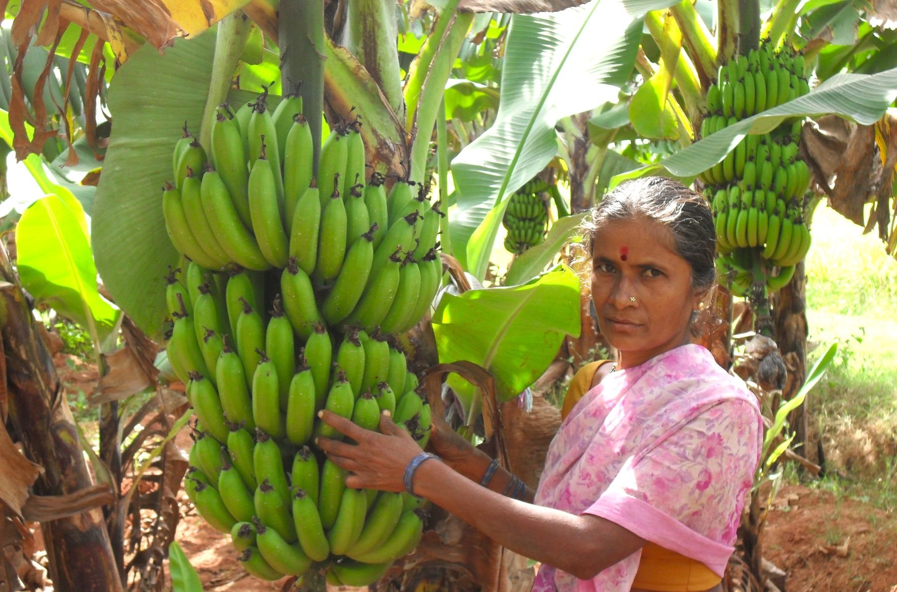A woman farmer with a bunch of bananas in her plantation