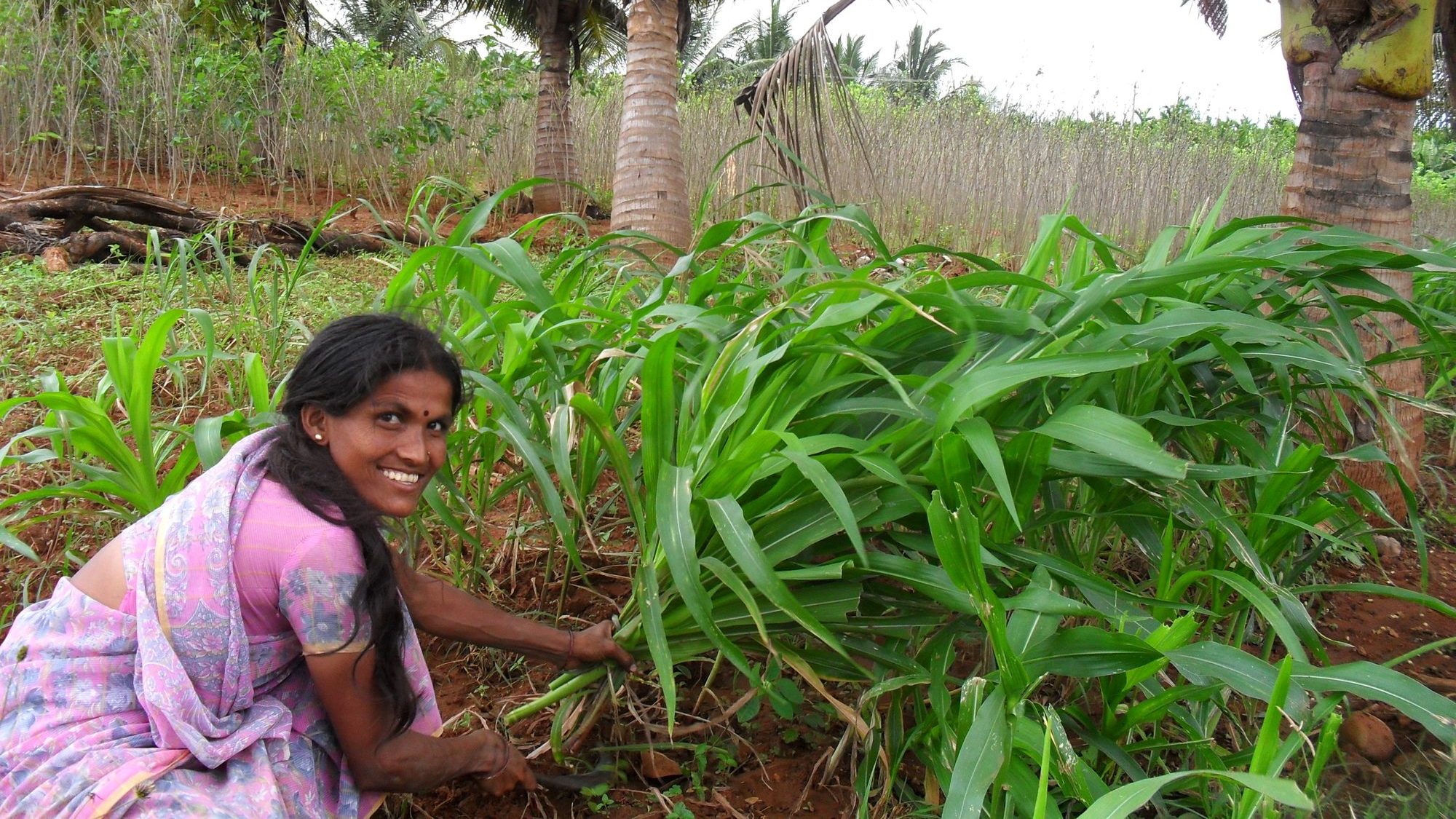 A woman farmer tending fodder grass under coconut palms