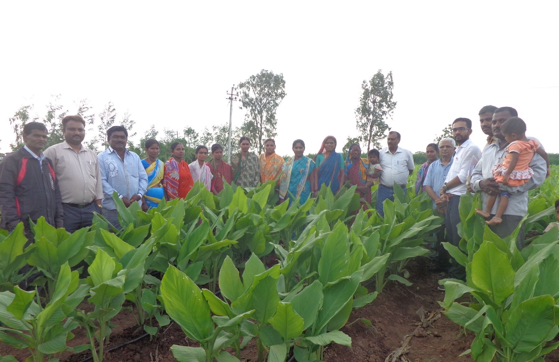 Turmeric crop under sustainable agriculture practices