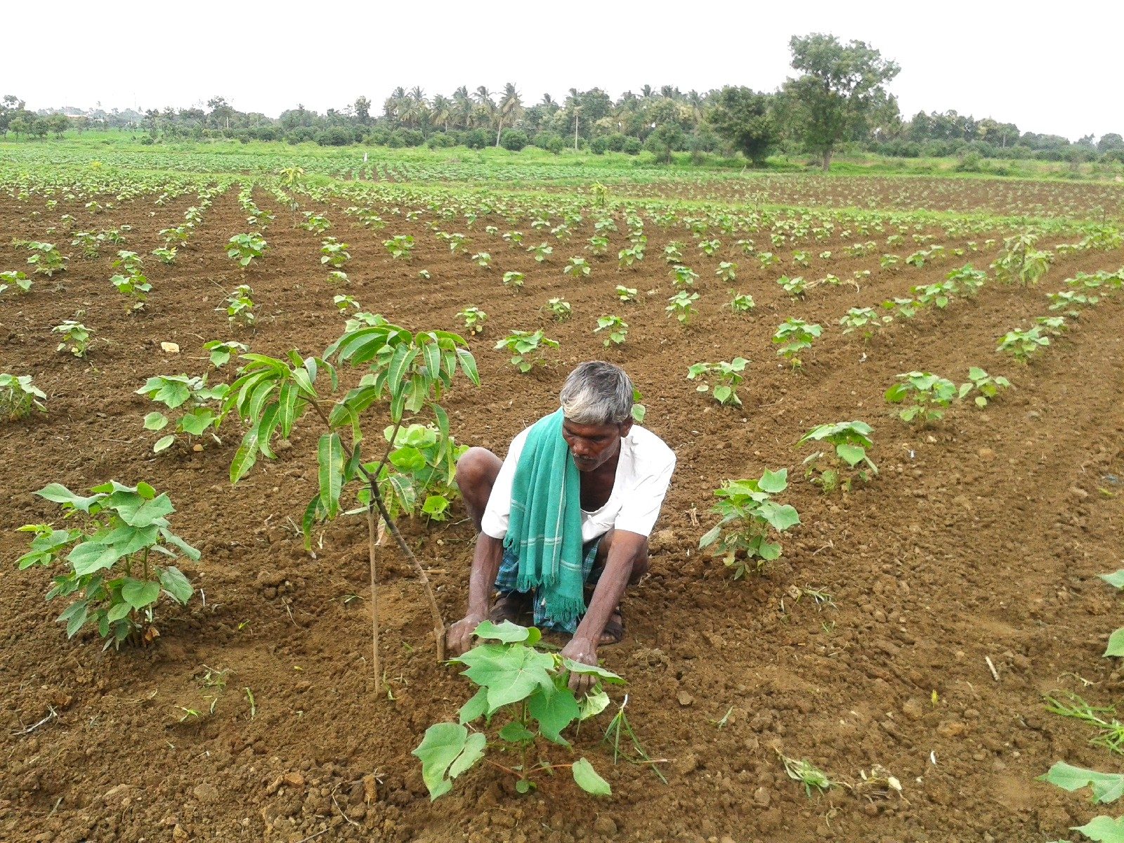 A farmer tending young cotton plants in a dryland field