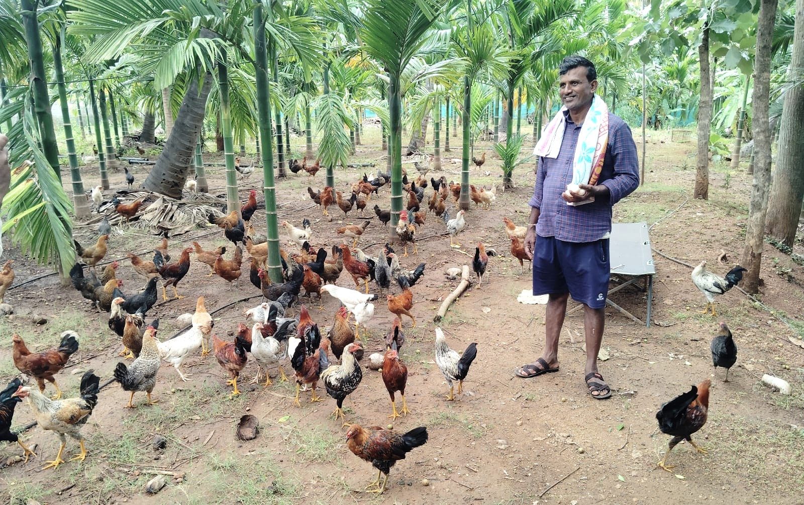 Chicks supply for poultry farming at Matadadoddi village