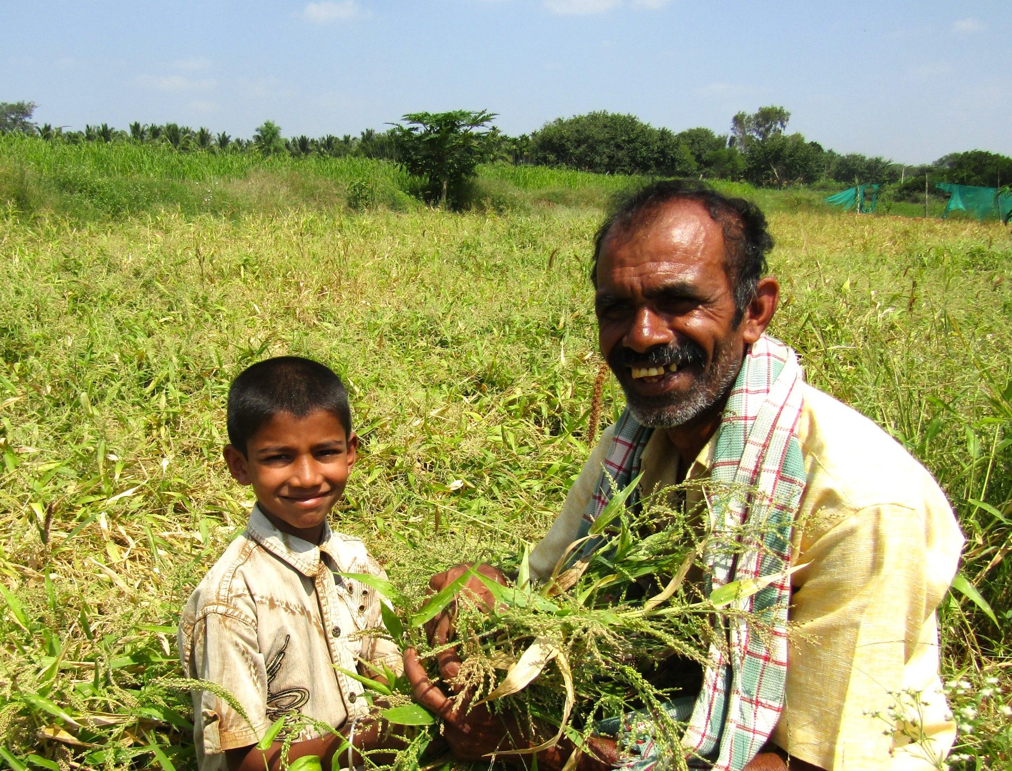 Climate resilient crop – Brown-top millet
