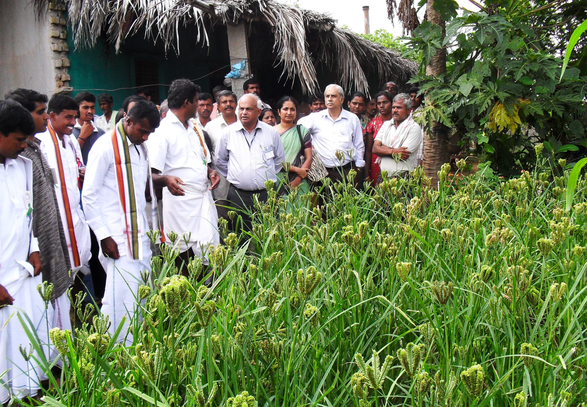 Interaction with farmers on benefits of sustainable practices in ragi cultivation
