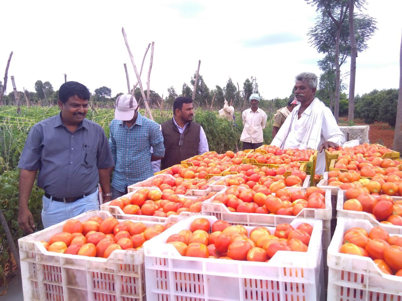 Organic vegetable marketing